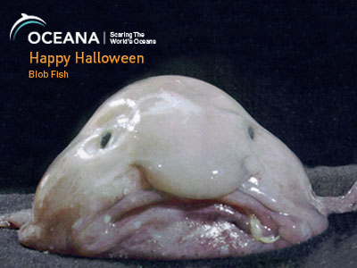 [blobfish.jpg]