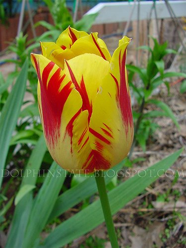 [tulip-yellowred.jpg]