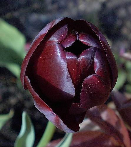[tulip-queen+of+the+night.jpg]