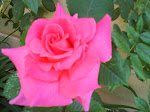 En vakker rose fra min hage