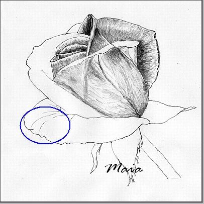 Continue to shade the hole rose drawing using crosscontour