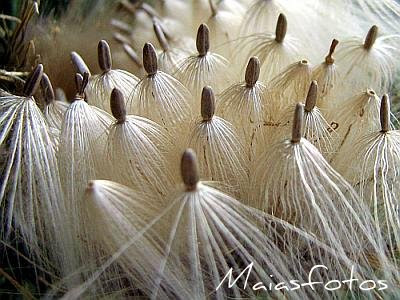 Thistle seeds Thistle seeds
