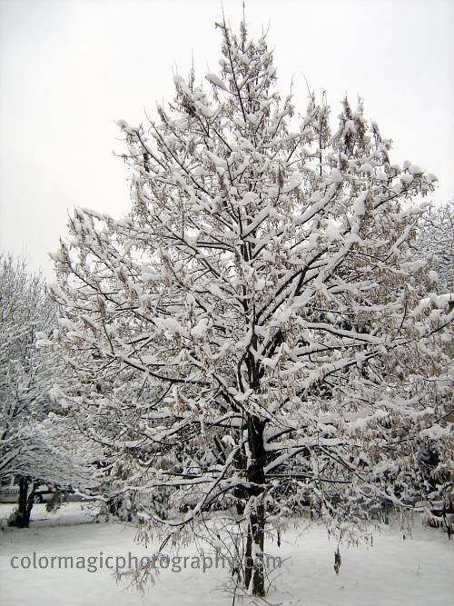 Snow covered maple tree Snow covered maple tree