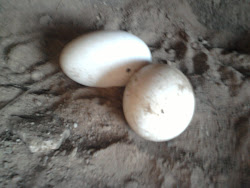 GEESE EGGS