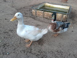 AQUATIC DUCKS