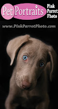 Priceless Pet Portraits By: Pink Parrot Photo