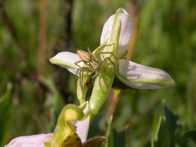 Ophrys apifera