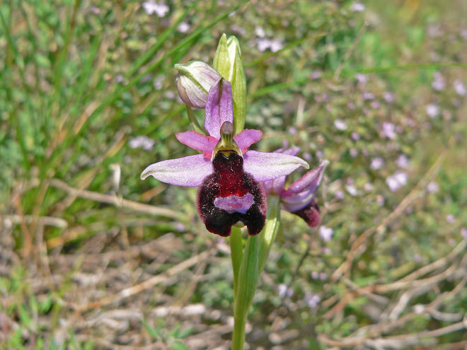 Ophrys de bertoloni