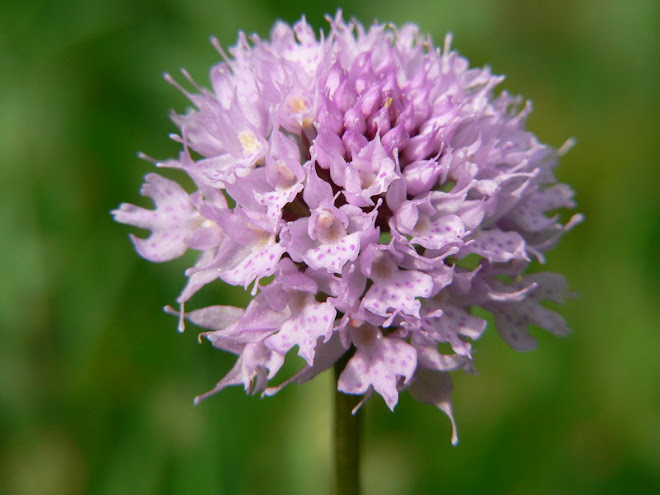 Orchis globuleux