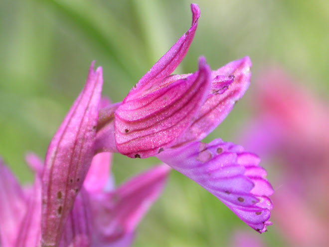Orchis papillonacea