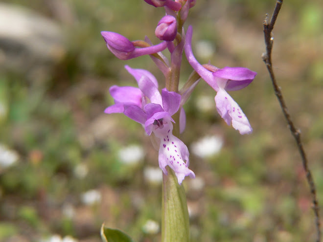 Orchis tridentata