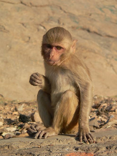 Macaque