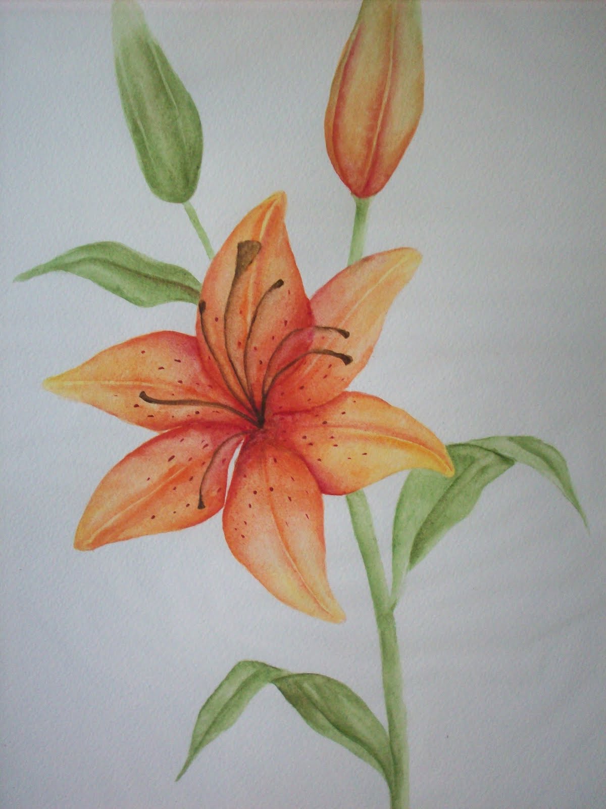 Tiger Lily Drawing
