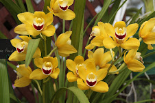 Virginia Orchid Society Show