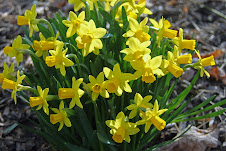 Miniature Daffodil "Little Gem"  Goochland, VA