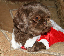 Mocha in her Santa Dress