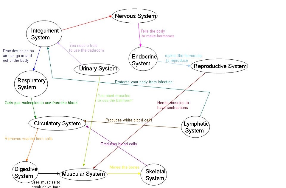 Stevens Anatomy Graphic Organizer on body systems