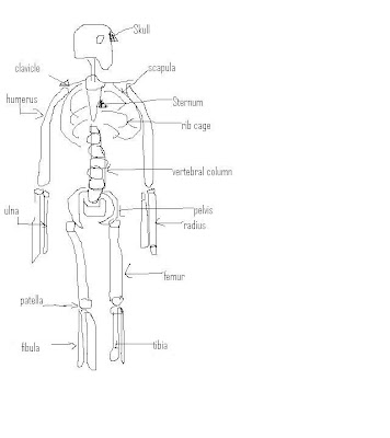 Stevens Anatomy: Basic Skeletal Anatomy Worksheet