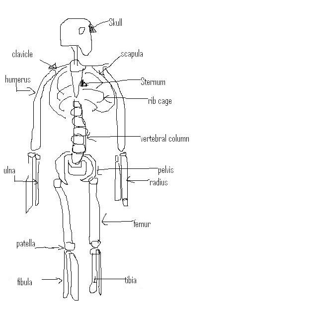 Stevens Anatomy: Basic Skeletal Anatomy Worksheet