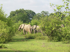 Elephants in Mole NP