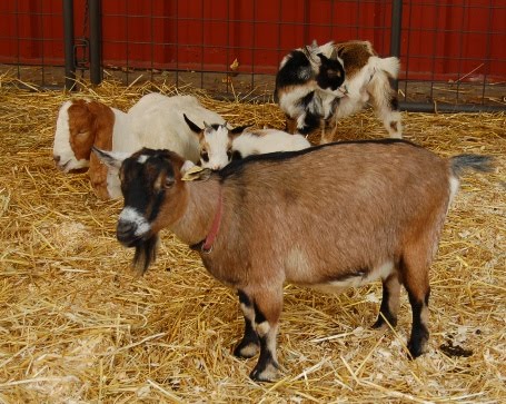 [goats.jpg]