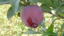 FRUTO DEL ALBARICOQUE