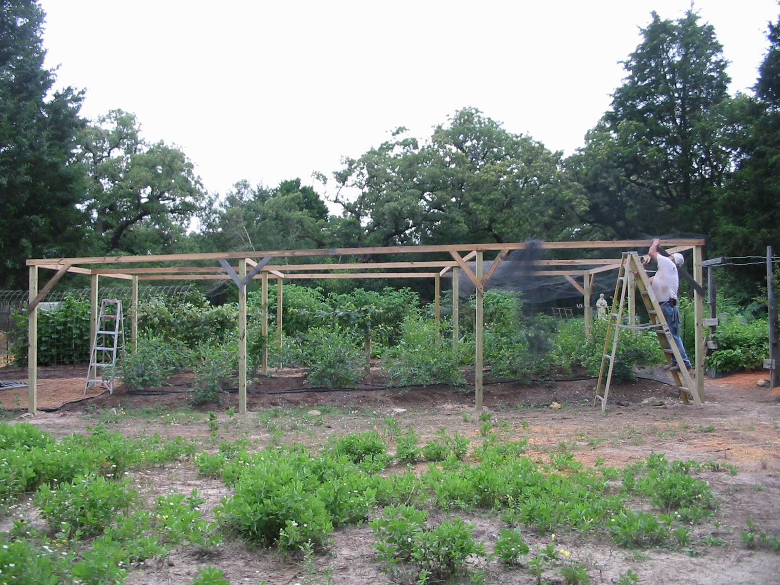 Turtle Ranch Tales New Garden Cage for the blueberries/ Grape