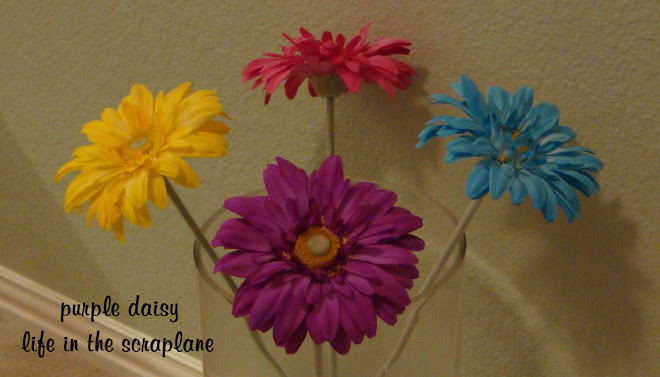 purple daisy