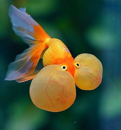 Goldfish+With+Bulging+Eyes+%252818%2529.jpg