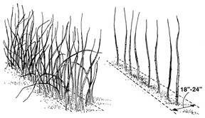 Pruning Raspberries