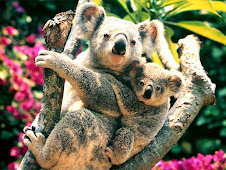 koala - advertising