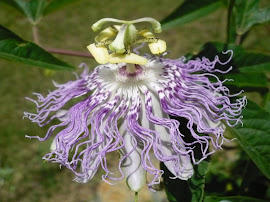 Passion Flower