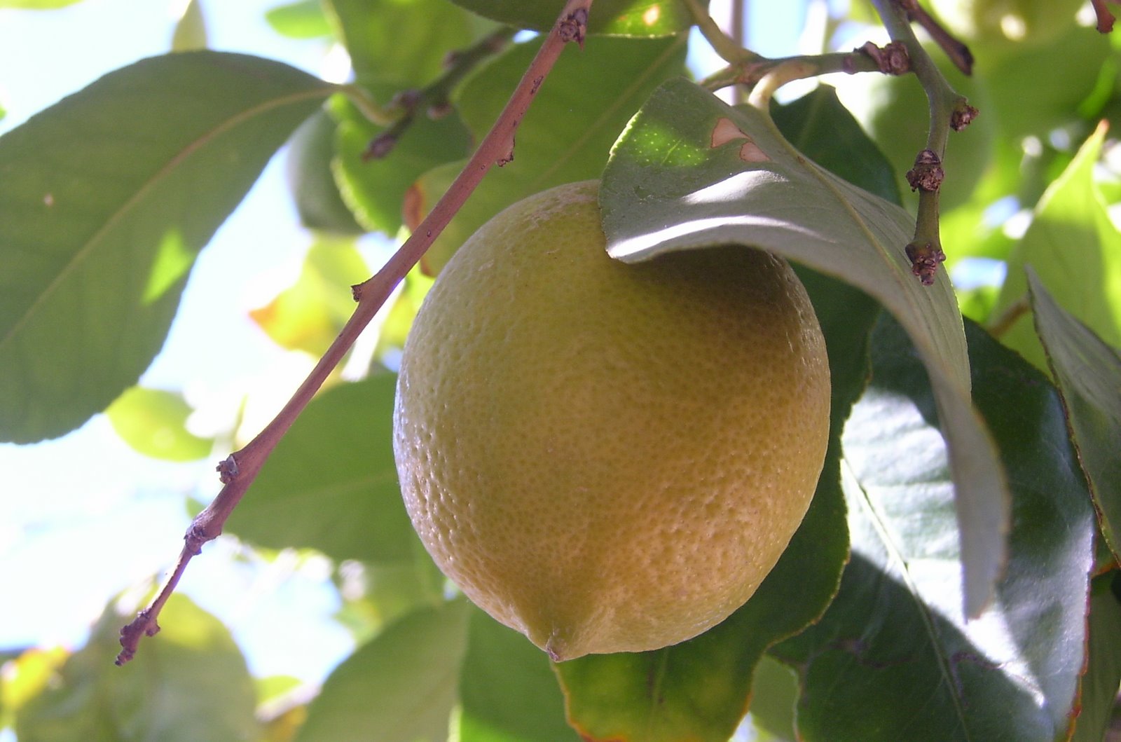 [lemon.JPG]