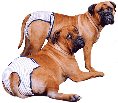 Diaper For Dogs