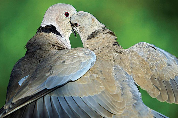 A25C5259F25C425B1klaraNeden25E22580259CKumrularGibi25E22580259DDeniyor