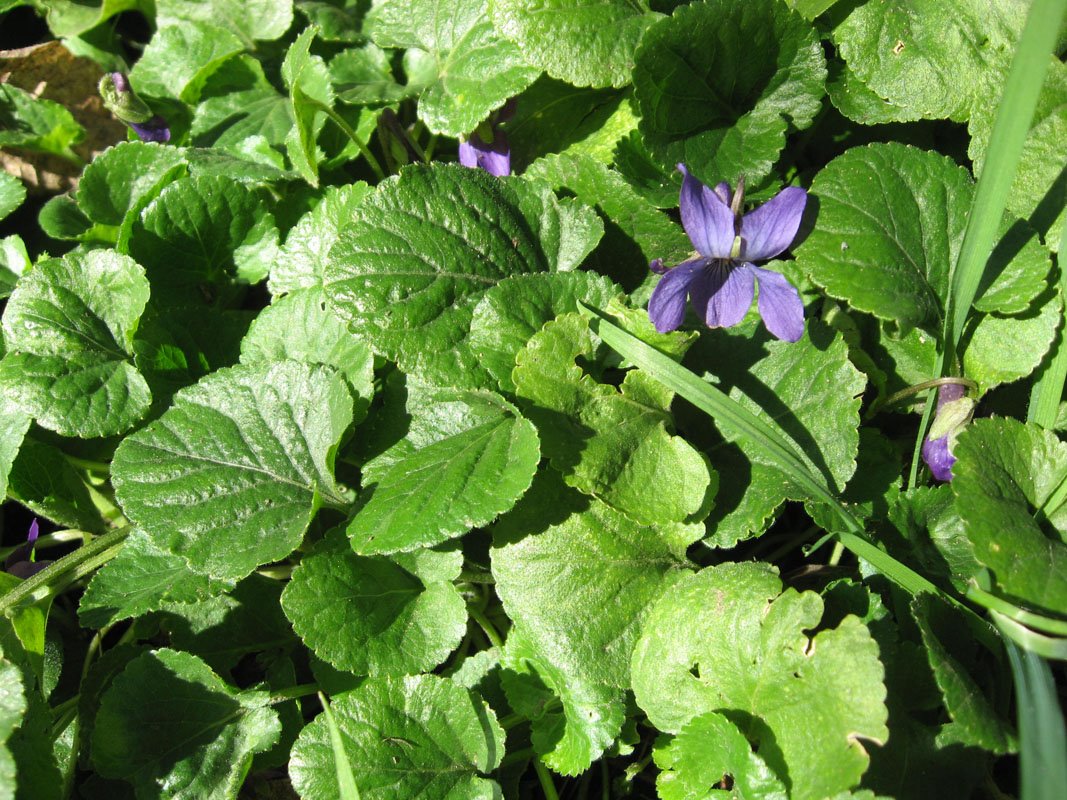 [FebruaryViolet.jpg]