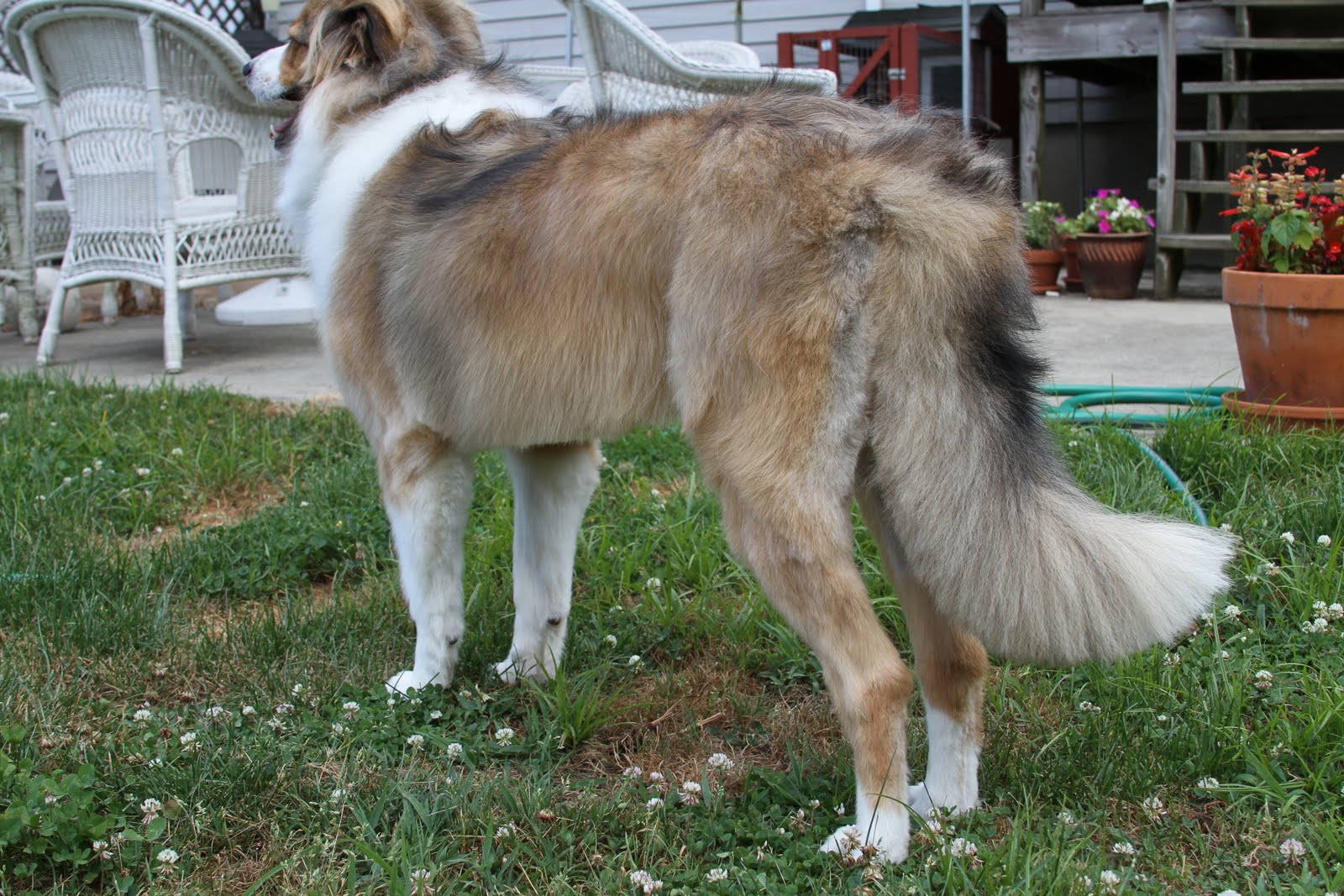 Good Farm Dogs