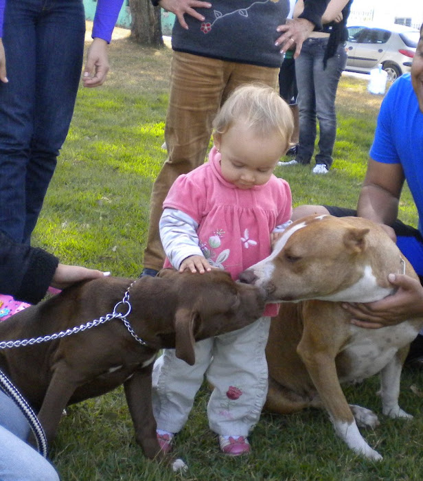 5 Encontro de Pitbull em Sorocaba