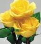 Beautiful-Yellow-Roses