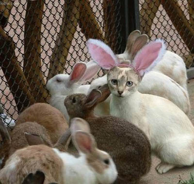 happy easter bunnies. happy easter bunnies.