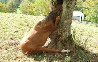 horse stuck in a tree