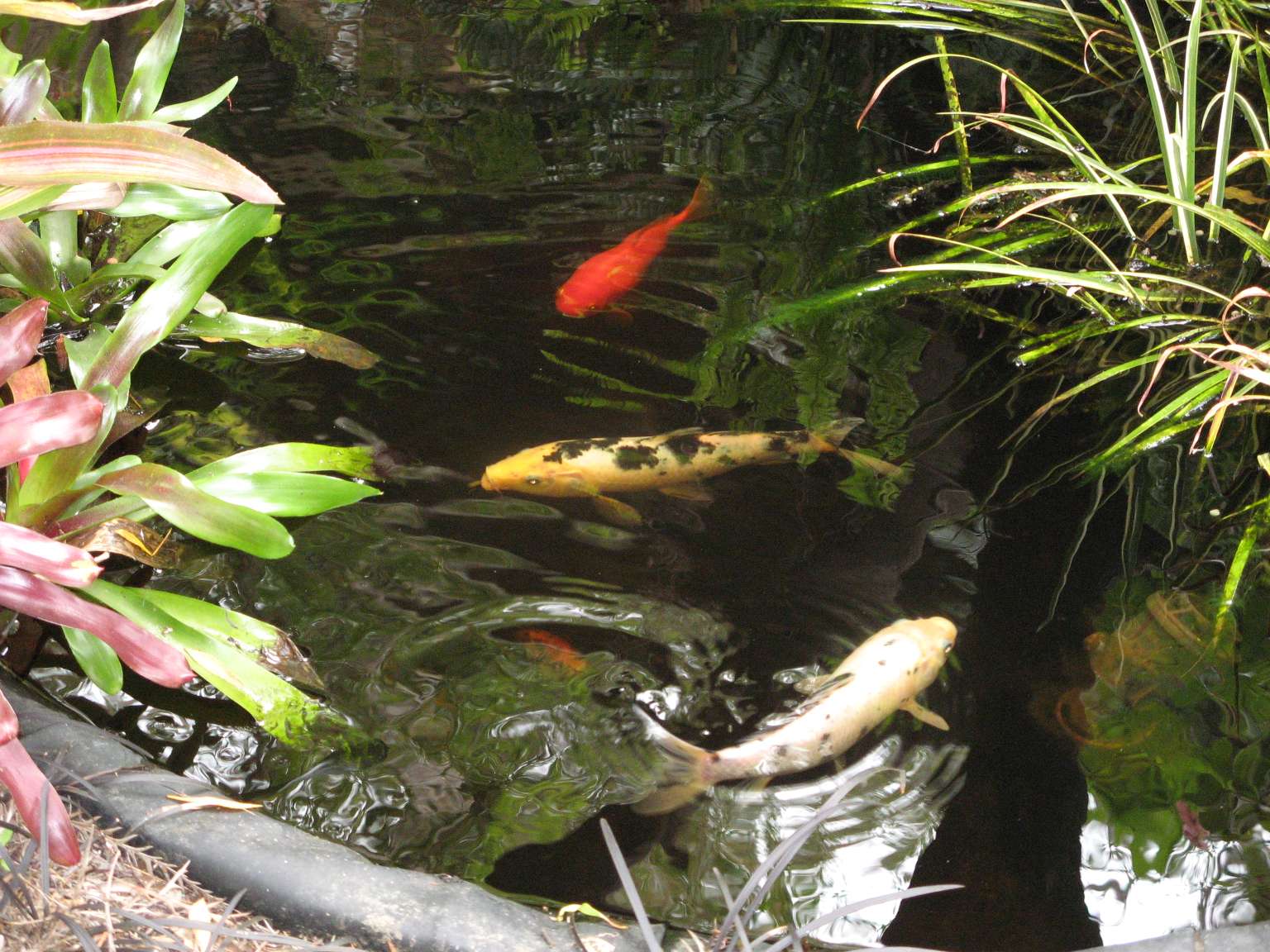 [IMG_0017+-+Koi+Carp.JPG]