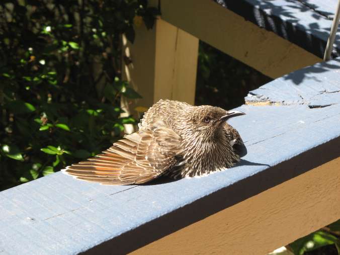 [IMG_1471+-+Wattlebird+Nest.JPG]