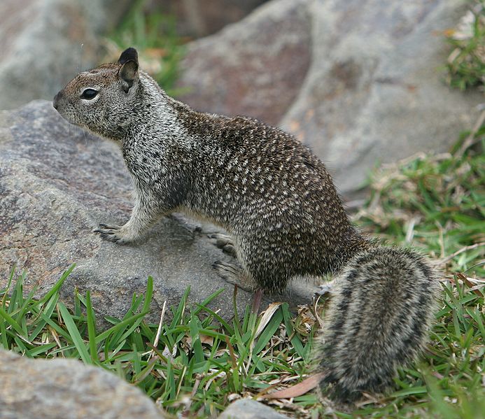 California Ground Squirrel