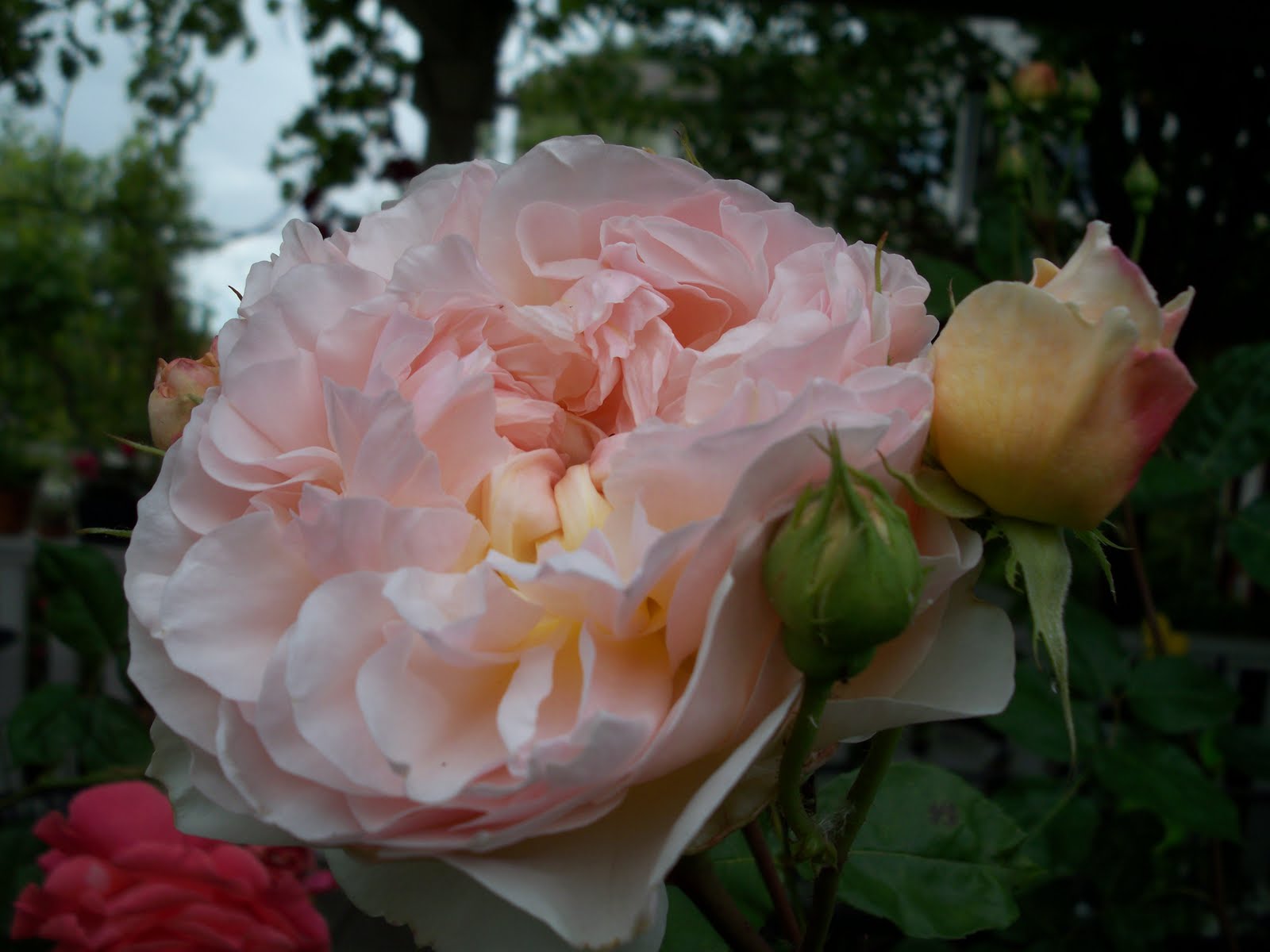 Mastering Horticulture Evelyn Rose