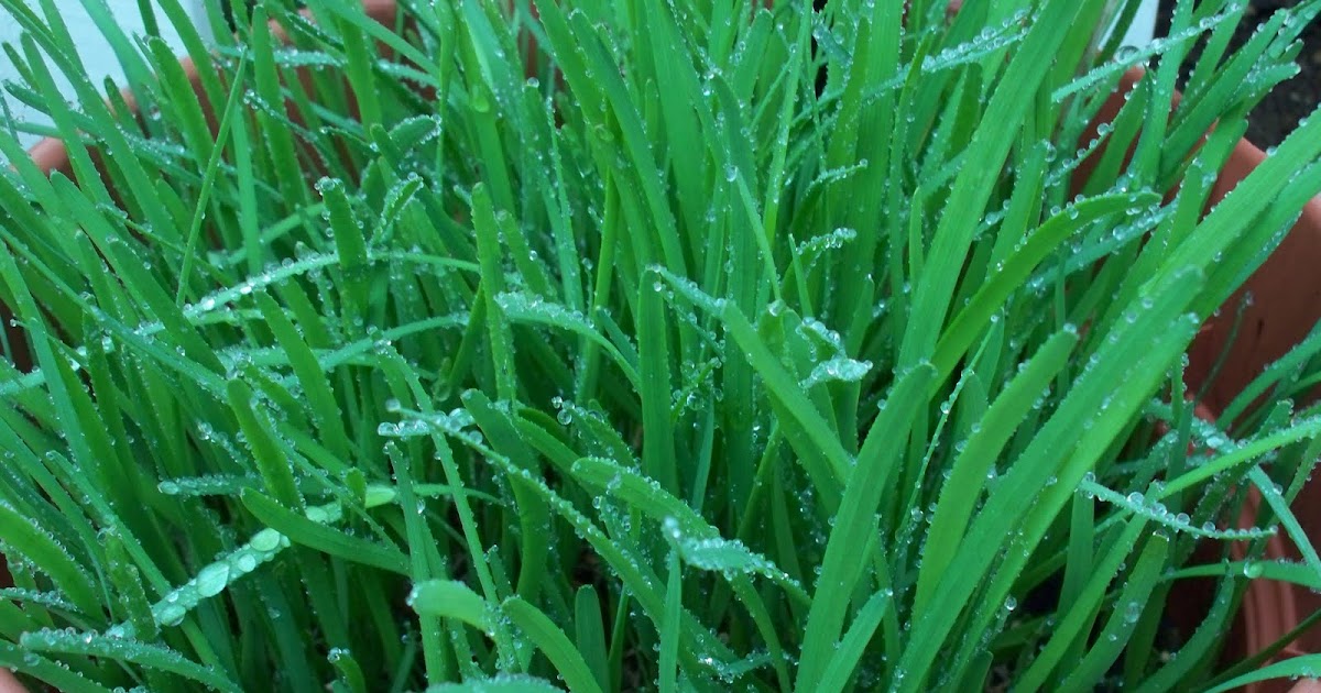 Mastering Horticulture Garlic Chives (Kutchay)