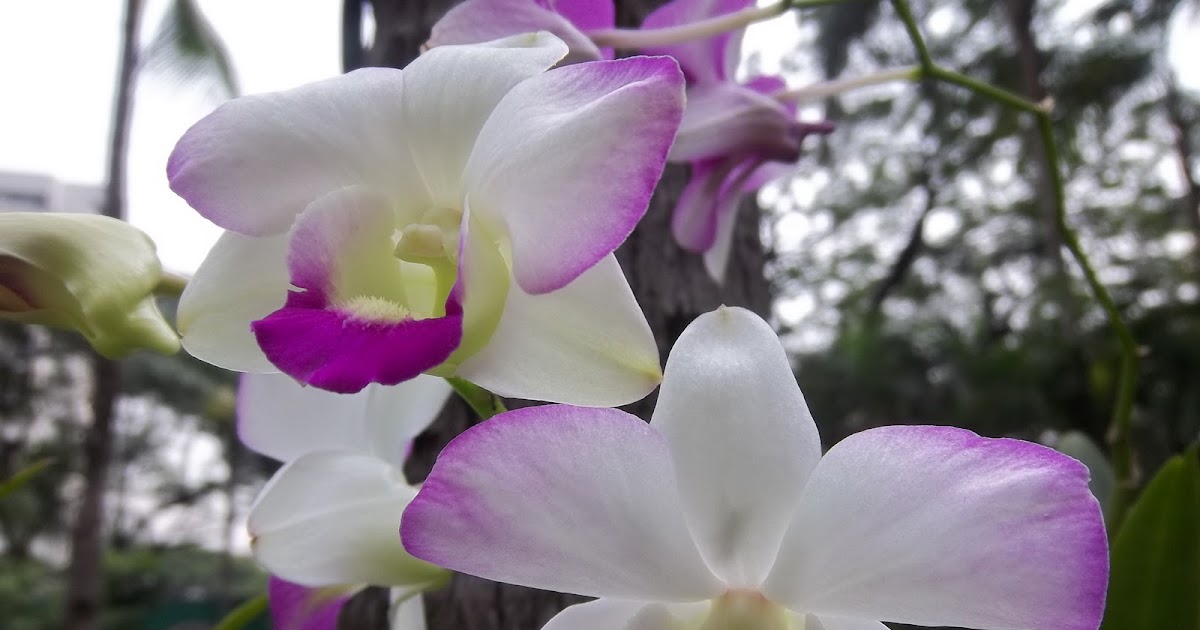 Mastering Horticulture Understanding the Epiphytic Orchid