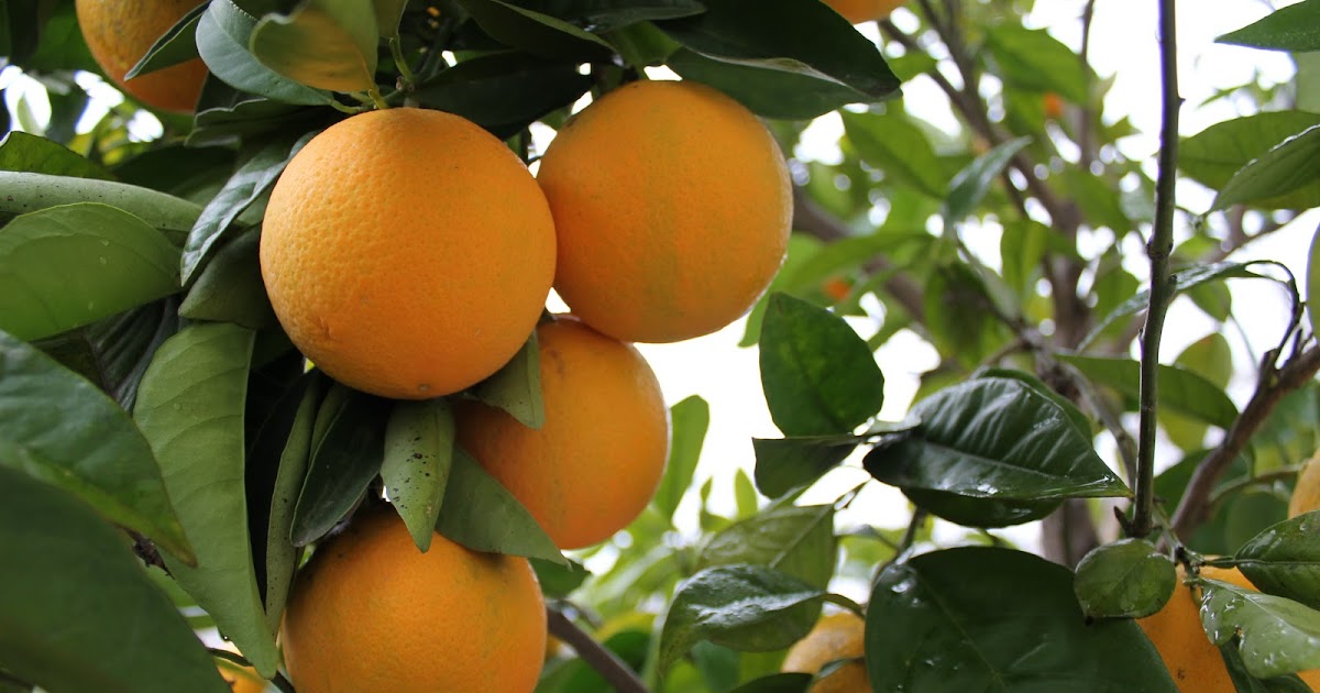 Mastering Horticulture My Orange Trees