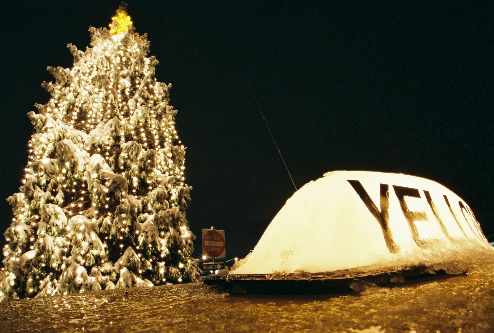 [Cab+and+Christmas+Tree.jpg]