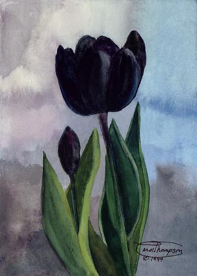 [f28-black-tulip[1].jpg]